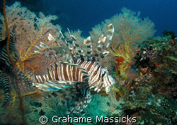 Found on Tiger Reef, Tioman Island.  Shot on my Olympus 5... by Grahame Massicks 